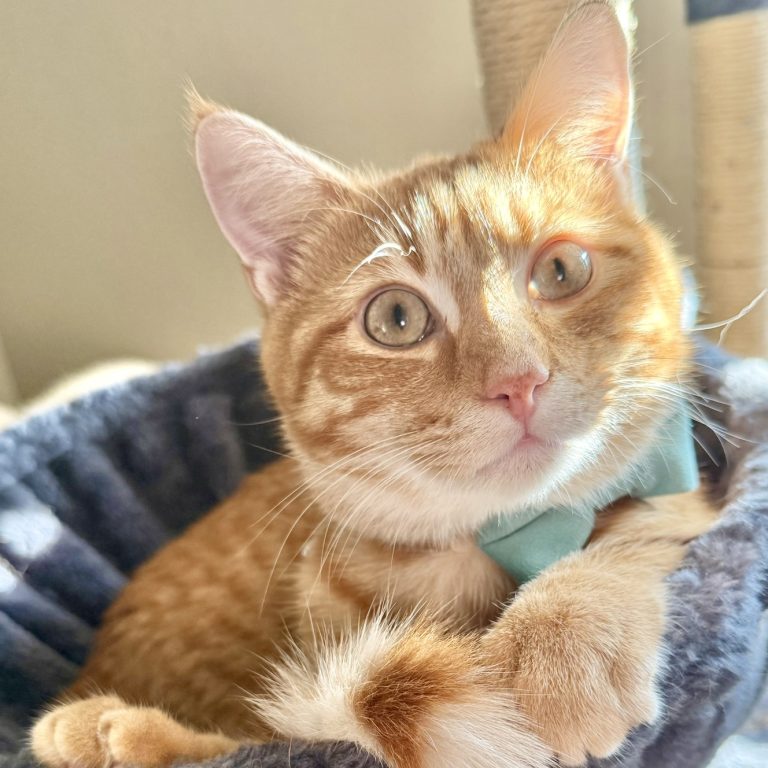 Zulu cat profile pic